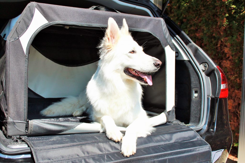 Dog in crate