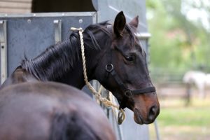 Equine and Horsebox Insurance - A-Plan Insurance