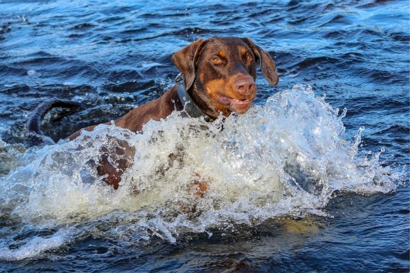 Dog walks and swims in Dartmoor - A-Plan Insurance