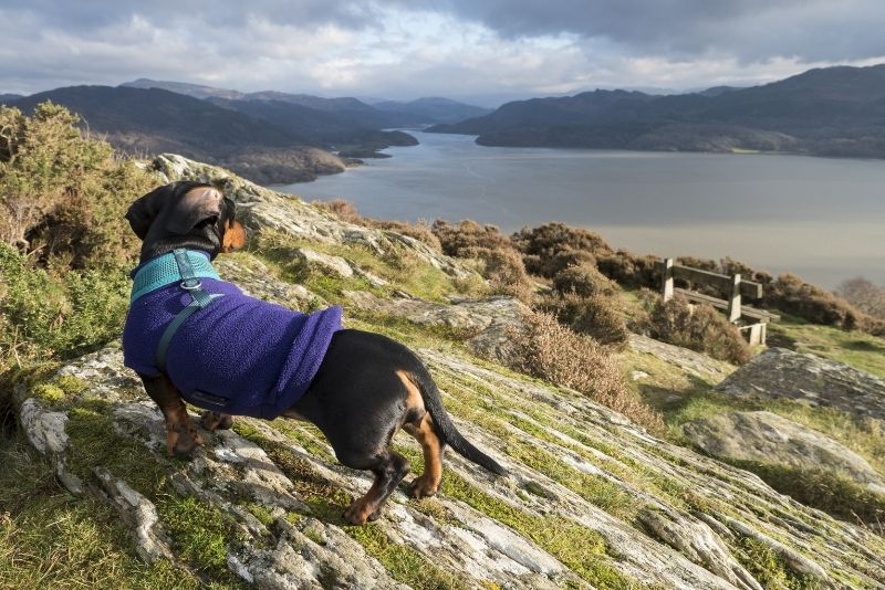 Daschund walking in Snowdonia - Top 10 Dog Walks - A-Plan Insurance