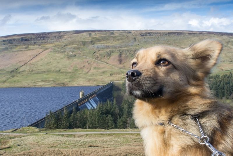 Walkies in the Yorkshire Dales - A-Plan Insurance