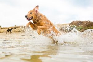 Taking your dog on a caravan holiday? - A-Plan Insurance