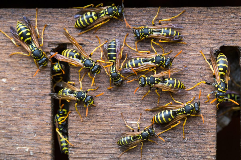 How to get rid of wasps (safely) Howden Insurance