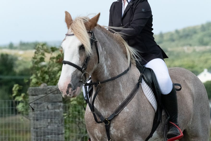 Bucks County Show